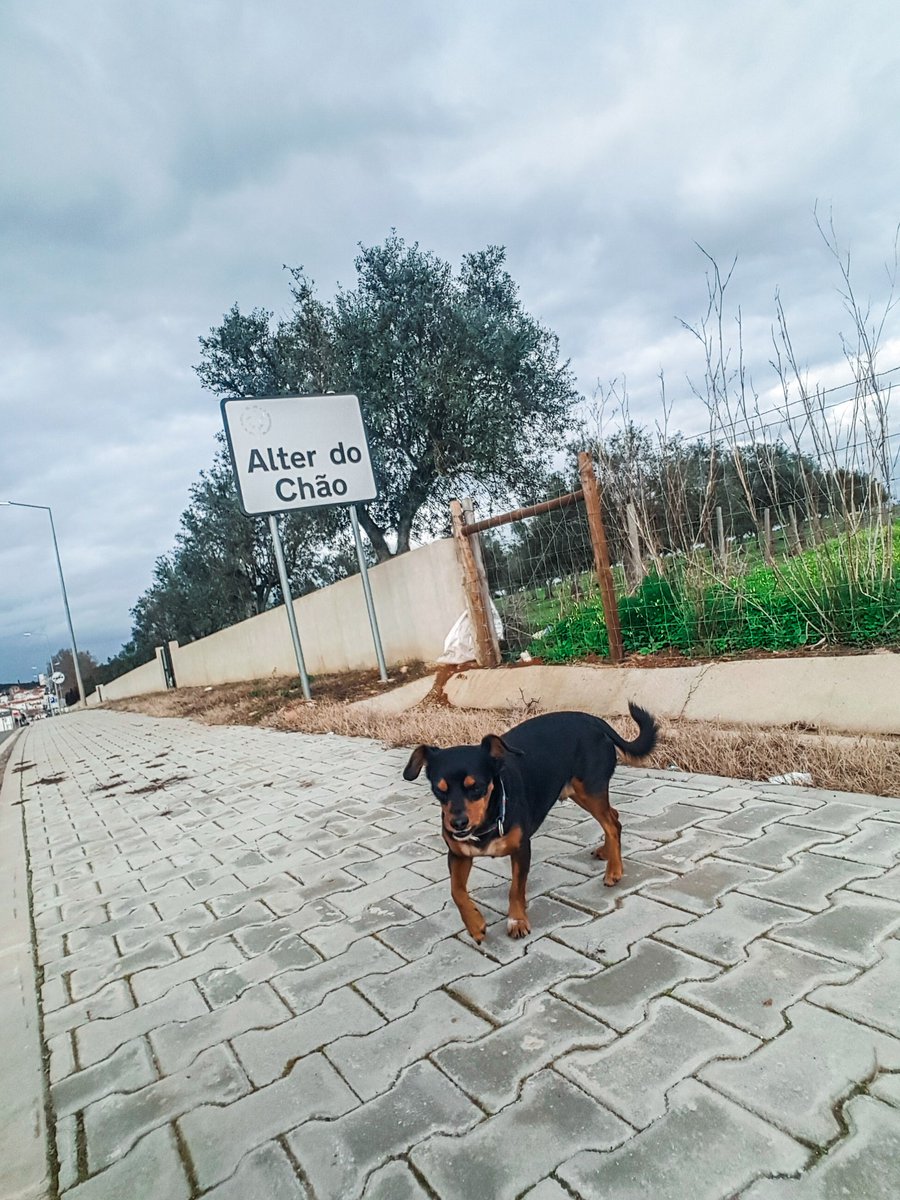 esoueu27's tweet photo. On our foot way to Norway here we are - Alter do Chão. Our destination for now? The oldest in #Portugal and the longest in the world operating horse stud 🐎🐎🐎 #wanderthon #Alentejo https://t.co/fLhHOnXbFZ