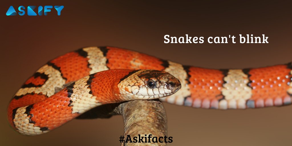 Askifyqna's tweet photo. Snakes!
#askifacts #askify #snakes #snakefacts #facts #factsdaily #snakeeyes #snakeblink #eye #eyefacts #blink #blinkfacts #discovery #animalplanet #historytv18 #natgeochannel #natgeo #nationalgeography #animals #saturdayfacts @AnimalPlanetIn @AnimalPlanet @Discovery @NatGeo https://t.co/9cn2f1EpzX