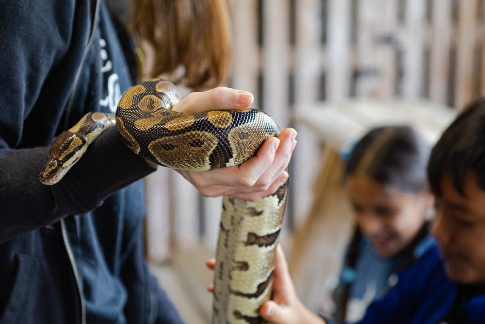 hlaureano's tweet photo. Took these at @Jungle_Adventur while on a school foeld trip yesterday. 2/3 https://t.co/fLcGSuRRa0