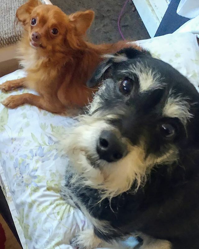 TailsDogRescue's tweet photo. Dilbert &amp; Kibbles are ready to go to Adoptions!! Come on by &amp; meet these adorable boys!! PETCO: 8161 Beverly Blvd. 1-4pm. #adoptionrocks #adoptionday #adoptiontheonlyoption #adoptadogsavealife #nkla #pomchi #schnauzermix #@petcofoundation #@petco #losangelesdogrescue #shelte… https://t.co/NZ2CMKjVfS