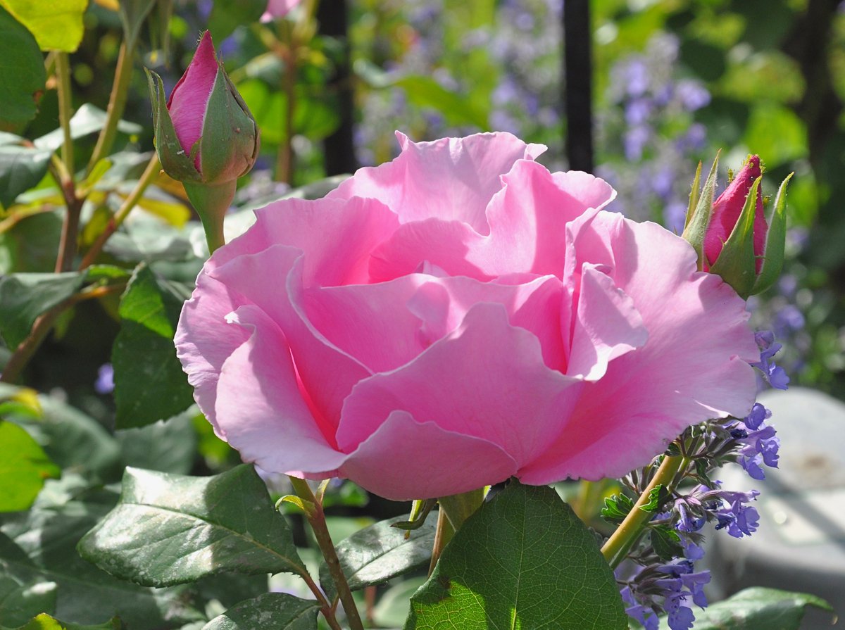 TheDirtDiaries's tweet image. Off with their heads!! It may be February, but it isn&apos;t too early to start thinking about spring pruning. It&apos;s your first step towards fabulous rose blooms in 2020!
thedirtdiaries.com #roses #pruningtime #pruningprocess #gardens #pruning