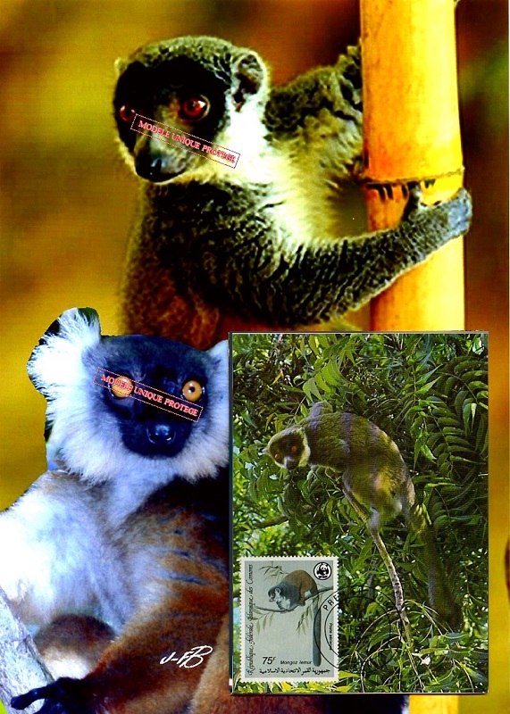 barbierjeanf's tweet image. Gift for man or woman, wildlife and our lemur friends who need to be protected.

etsy.com/listing/777159…

#firstdayissue #vintagepostcard #walldecoration #watercolorprint #homeanddecor #Artandcollectibles #airmailstamp #singlemodel #photomontage #inkjetprint #digitalprintart