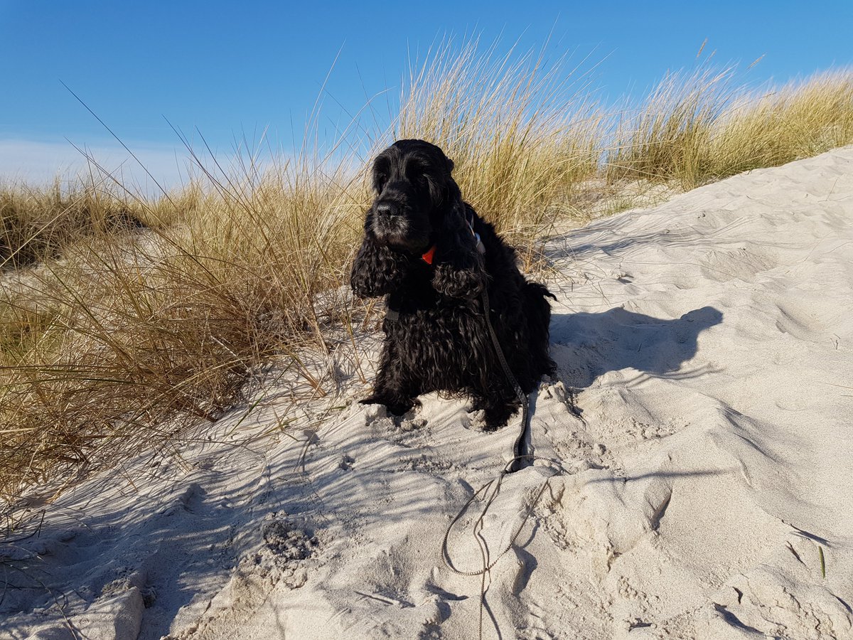 RYE_SUS's tweet photo. @JKI_Bund We receive unique support when exploring and relaxing in this beautiful landscape.

#CockerSpaniel vom #Schloss #Hellenstein #DogsofTwittter #SaturdayFeeling #MomentOfHappiness #Wintersun #ClearYourMind #LifeIsGreat https://t.co/F3teSAvzGX
