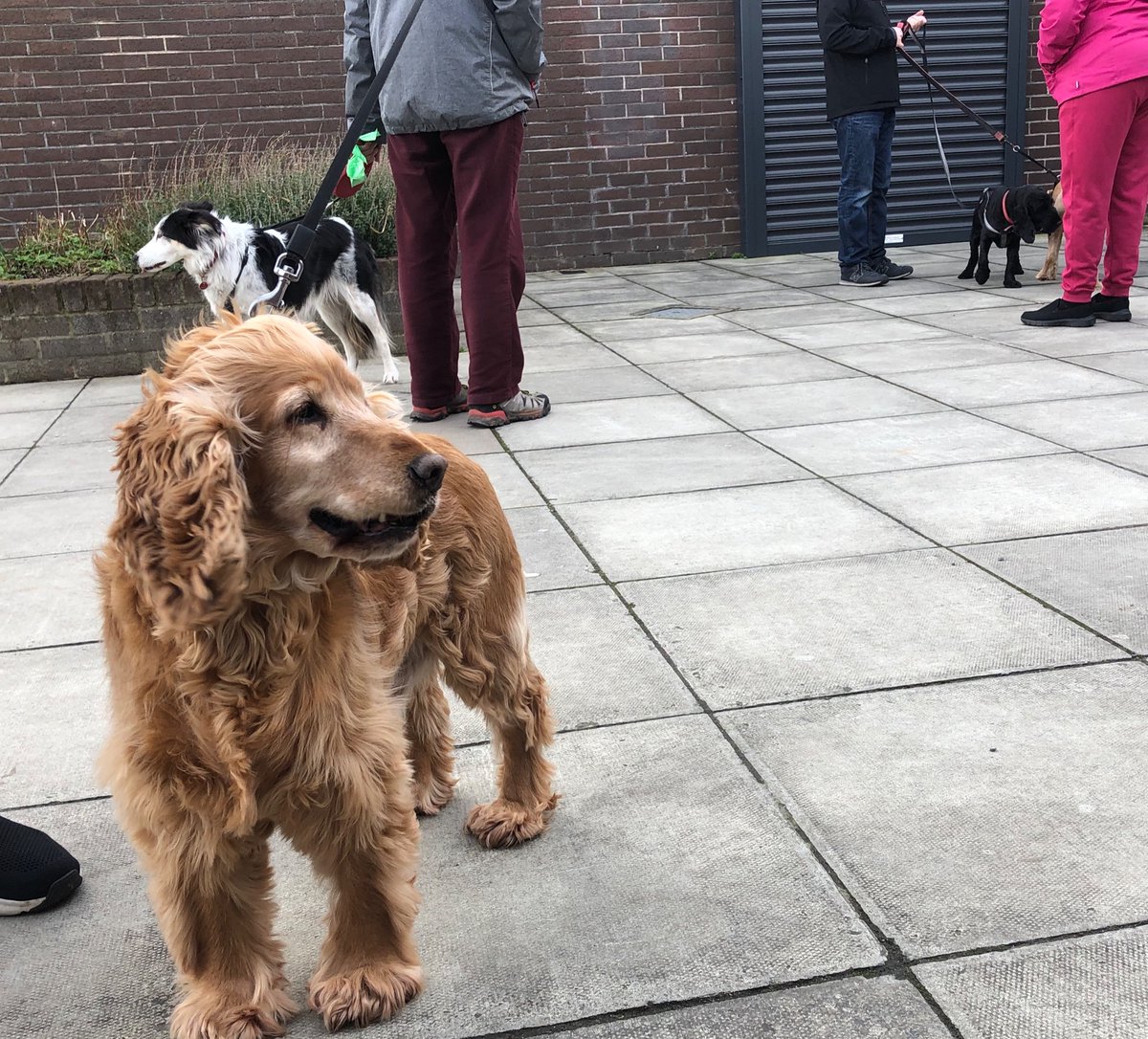 Princey doing his bit today walking us to the vote!  #dogsatpollingstations
