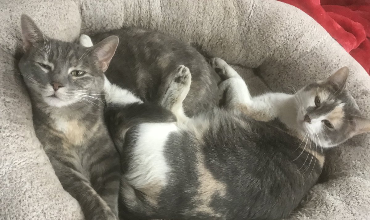 DonnaPorcaro's tweet image. #GettingGood #GettingGoodEntry @LaurenAlaina