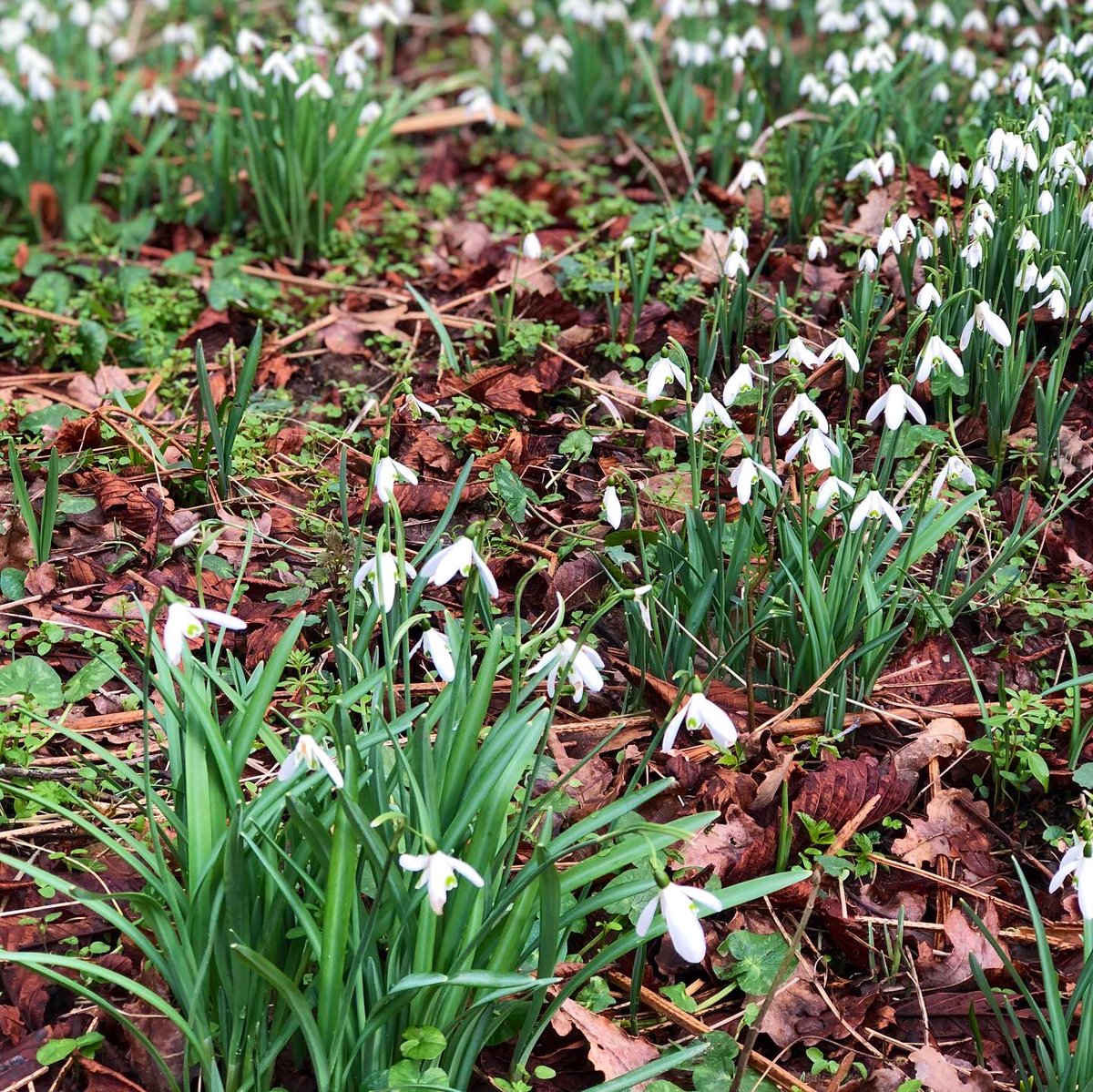 EdibleBusStop's tweet photo. The season of Snowdrops makes February very specail. So many naturalized in Devon. Seen here with lovely Lurchers and the River Dart #Galanthus #RiverDart #Devon https://t.co/FU3hSguEIM