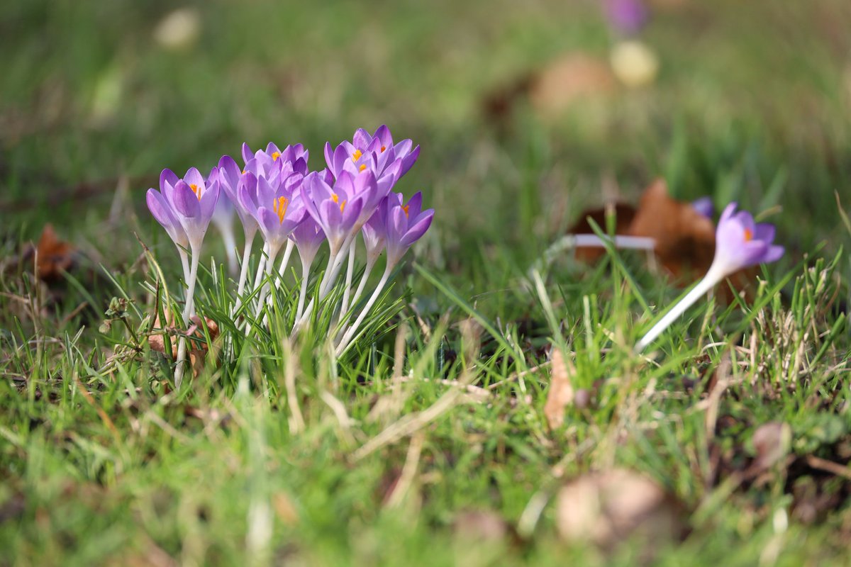 Ein Blütengruß noch vor "Sabine".