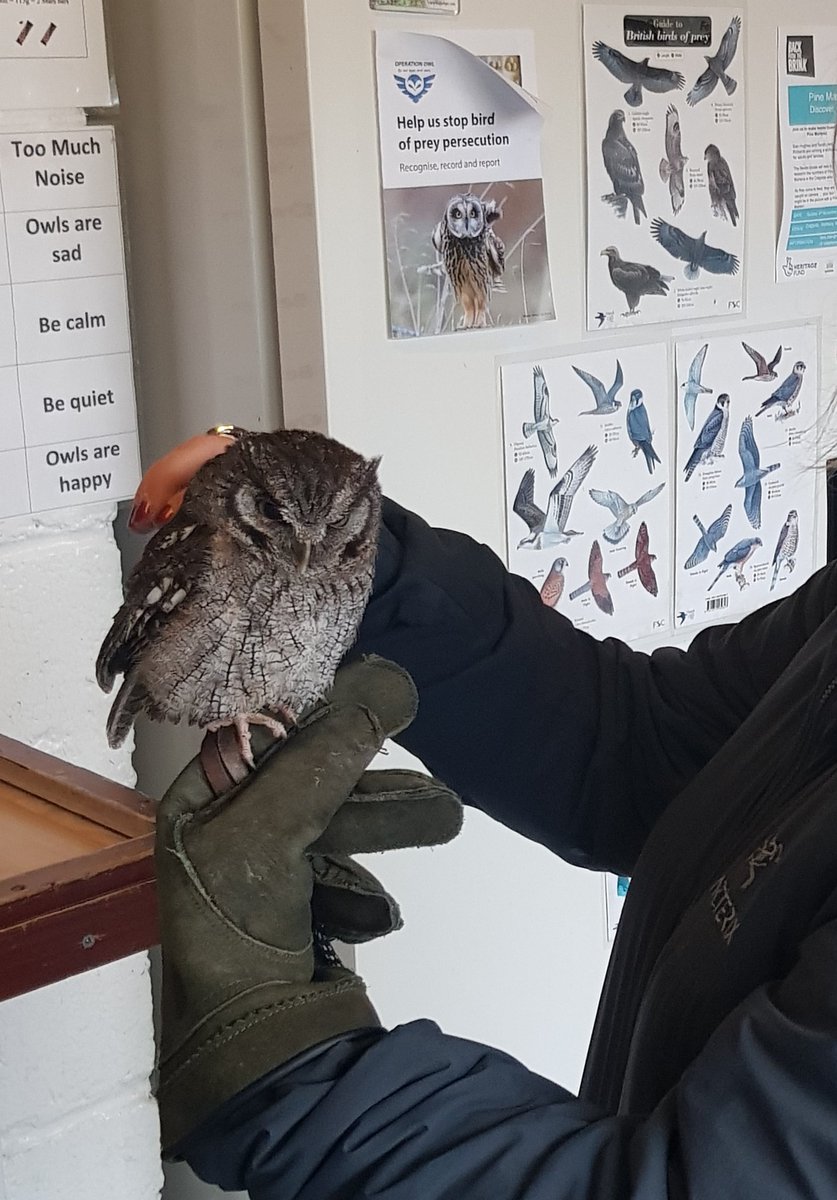 Not only did I meet the feathered residents and wonderful staff at Kielder Birds of Prey...but also discovered that the way the birds are tethered to your gloved hand is the origin for the sayings

'UNDER THE THUMB'

'WRAPPED AROUND YOUR LITTLE FINGER'

🖤
#OriginOfWords