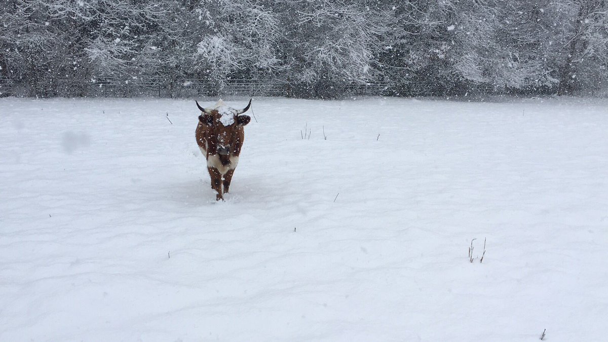 A whole lotta snow in Pineywoods Cattle Country!

#ItsAllAboutTheBreed #pineywoodscattle #farming #Conservation #heritagebreeds #snow