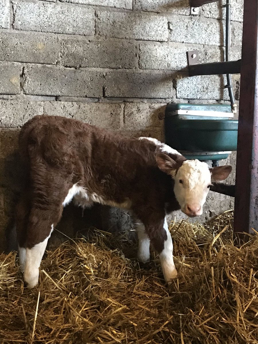 PadraicMckenna's tweet photo. First bull calf by our new stock bull Pulham ringleader . Looking forward to watch this young calf grow! @PulhamHerefords https://t.co/s7RKz9Kxr6
