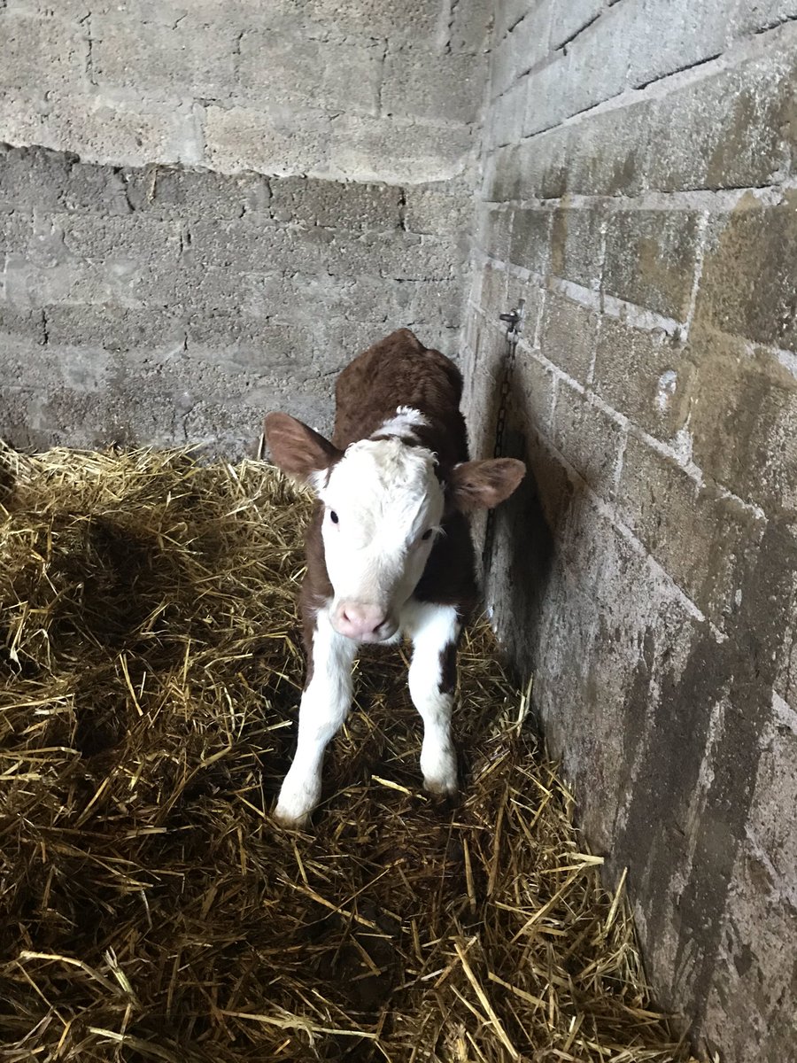 PadraicMckenna's tweet photo. First bull calf by our new stock bull Pulham ringleader . Looking forward to watch this young calf grow! @PulhamHerefords https://t.co/s7RKz9Kxr6