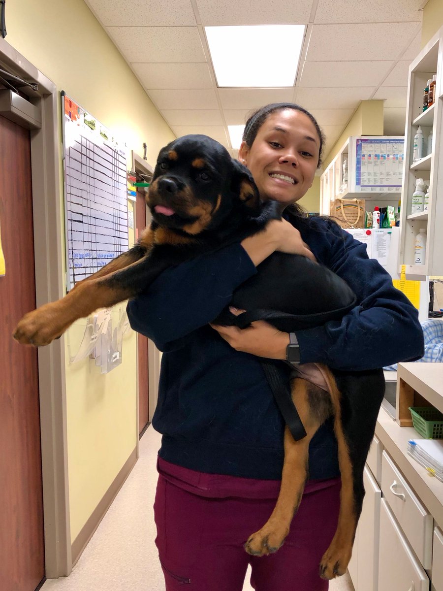 NHAH_AR's tweet photo. Bolt and Sydnie make the cutest pair! 👫😋 
⠀⠀⠀
#northhillsanimalhospitalar #sherwoodar #dogsofinstagram #instapuppy #dogoftheday #pethealth #doglover #doglife #pet #adorable #veterinaryclinic #dogsofsherwood #dogsofnlr #vetsofAR #vetsofcentralAR #rottweilersofIG #puppiesofIG https://t.co/H2b4nhBpwO
