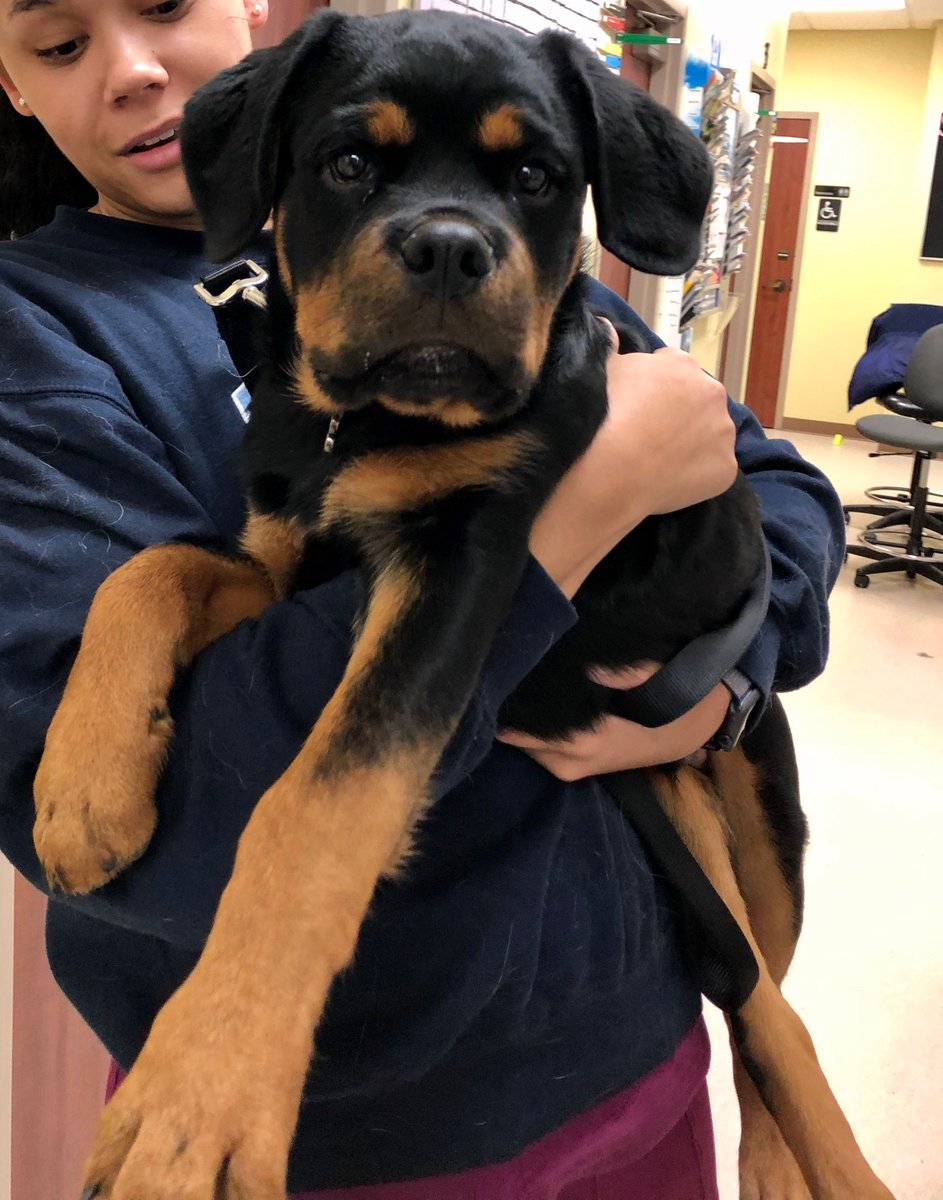 NHAH_AR's tweet photo. Bolt and Sydnie make the cutest pair! 👫😋 
⠀⠀⠀
#northhillsanimalhospitalar #sherwoodar #dogsofinstagram #instapuppy #dogoftheday #pethealth #doglover #doglife #pet #adorable #veterinaryclinic #dogsofsherwood #dogsofnlr #vetsofAR #vetsofcentralAR #rottweilersofIG #puppiesofIG https://t.co/H2b4nhBpwO