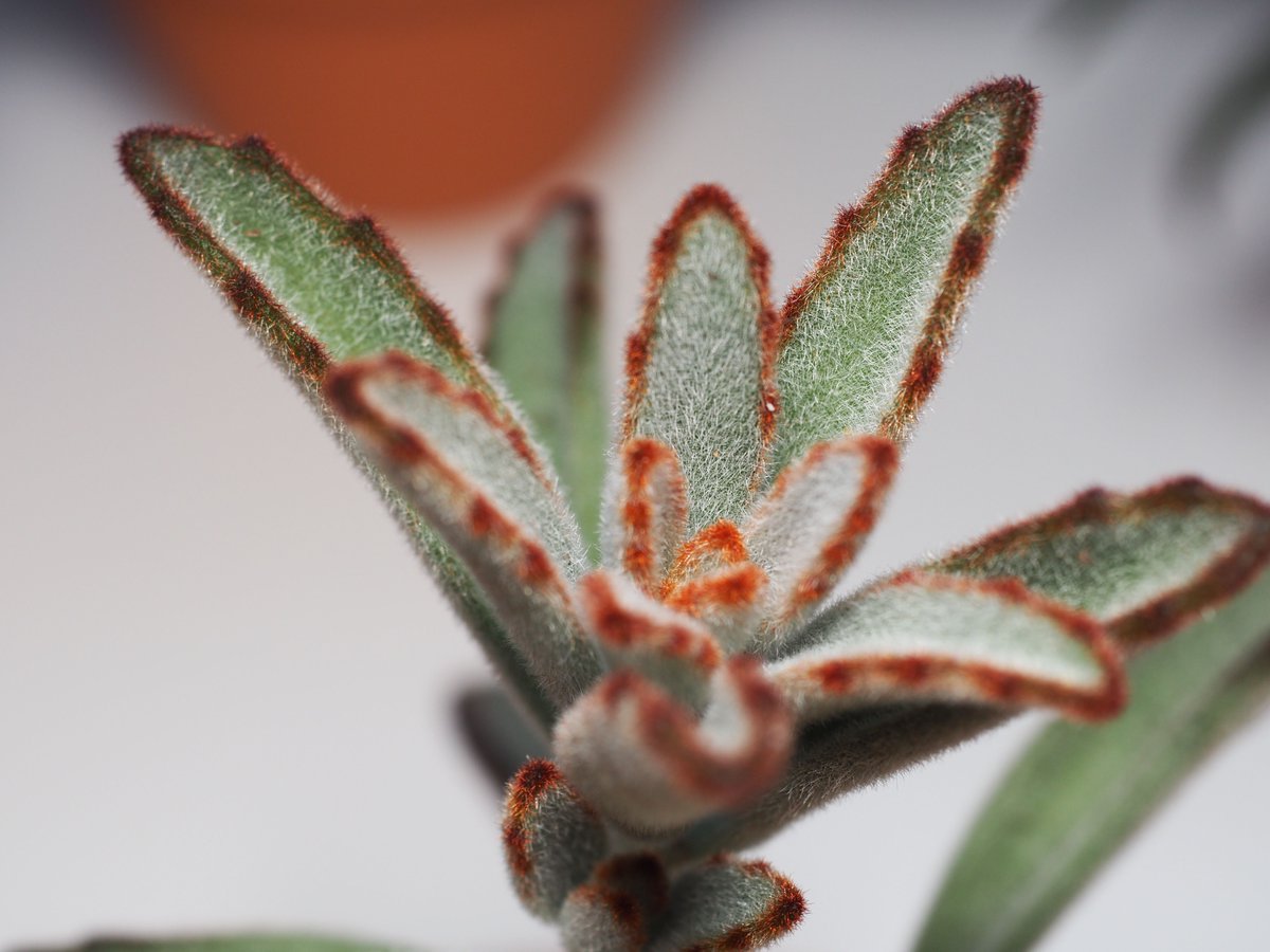 tinyurbanfarmer's tweet photo. So furry - Kalanchoe tomentosa chocolate soldier - definitely a keeper. Pop over to the shop and have a look https://t.co/bQWfV71Hko

#tinyurbsnfarmer #succulents #succulentlove #succulentaddict #Kalanchoe #tomentosa #succulentgarden #plants #succulentaddiction #macrophotography https://t.co/f1eBvZ4BfL
