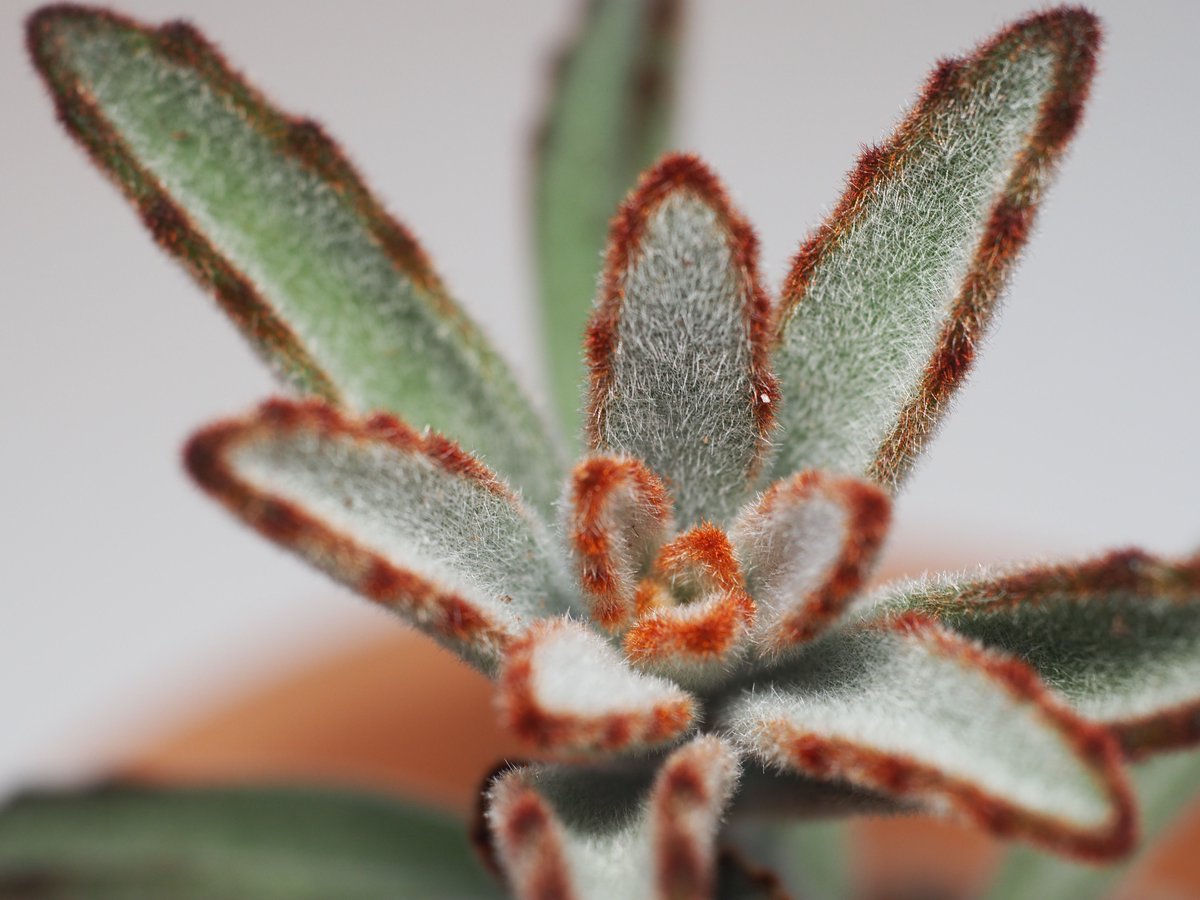 tinyurbanfarmer's tweet photo. So furry - Kalanchoe tomentosa chocolate soldier - definitely a keeper. Pop over to the shop and have a look https://t.co/bQWfV71Hko

#tinyurbsnfarmer #succulents #succulentlove #succulentaddict #Kalanchoe #tomentosa #succulentgarden #plants #succulentaddiction #macrophotography https://t.co/f1eBvZ4BfL