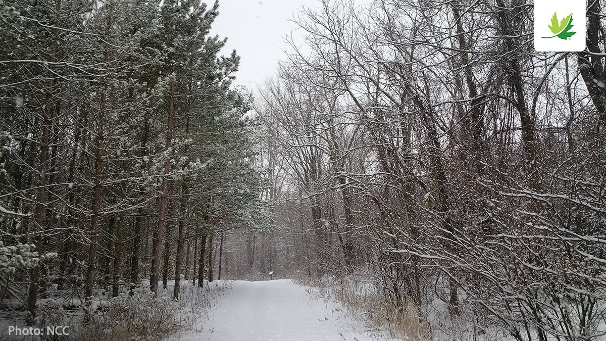 NCC_CNC's tweet photo. Looking for the best natural areas to see this #winter? Find amazing sites to explore through NCC's #NatureDestinations program: https://t.co/Vk0f1IDk4Z ❄️
#nature #time4nature #getoutside #exploremore https://t.co/lBqygOygJS