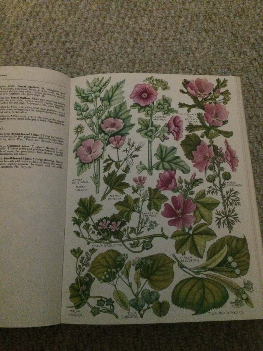 shotbert's tweet image. William Keble Martin a Church of England priest, botanist and botanical illustrator, this book was published in May 1965 when the author was 88.Bargain £2 in Antique shop today beautiful illustrations @BSBIbotany