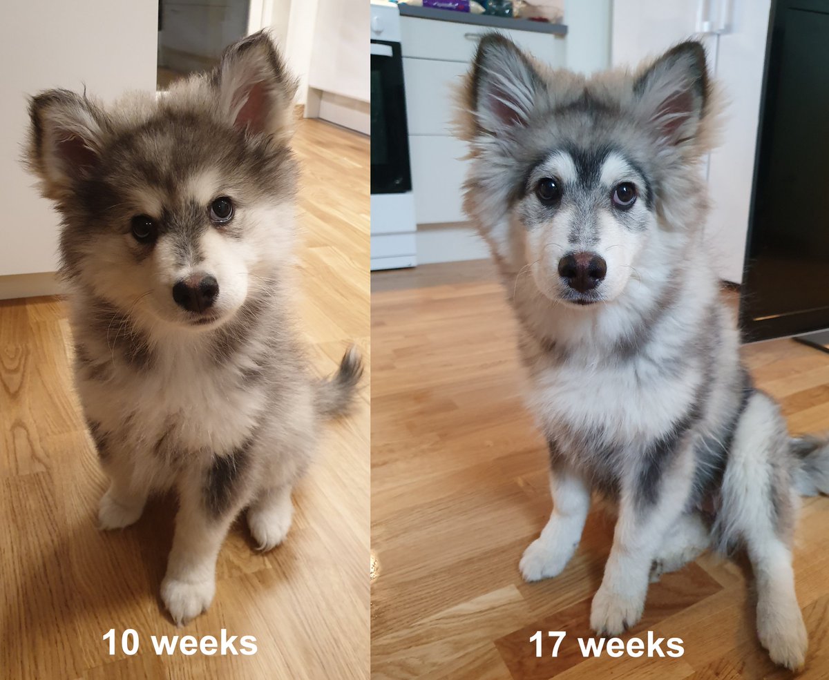 i think my dog is broken