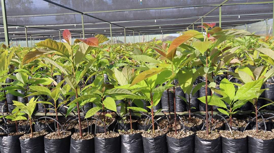 Can't we replace these polythene bags with something environmental friendly? <a href="/KhasimNgabirano/">KhasimNgabirano</a> <a href="/NFAUG/">National Forestry Authority-Uganda</a> <a href="/AndSafeguards/">Environment and Social Safeguards International</a> <a href="/eddykenzoficial/">Eddy Kenzo</a> <a href="/nemaug/">National Environment Management Authority (NEMA)</a> <a href="/Kampala4Climate/">Kampala 4 Climate</a> <a href="/JacobOulanyah/">Jacob Oulanyah</a> @