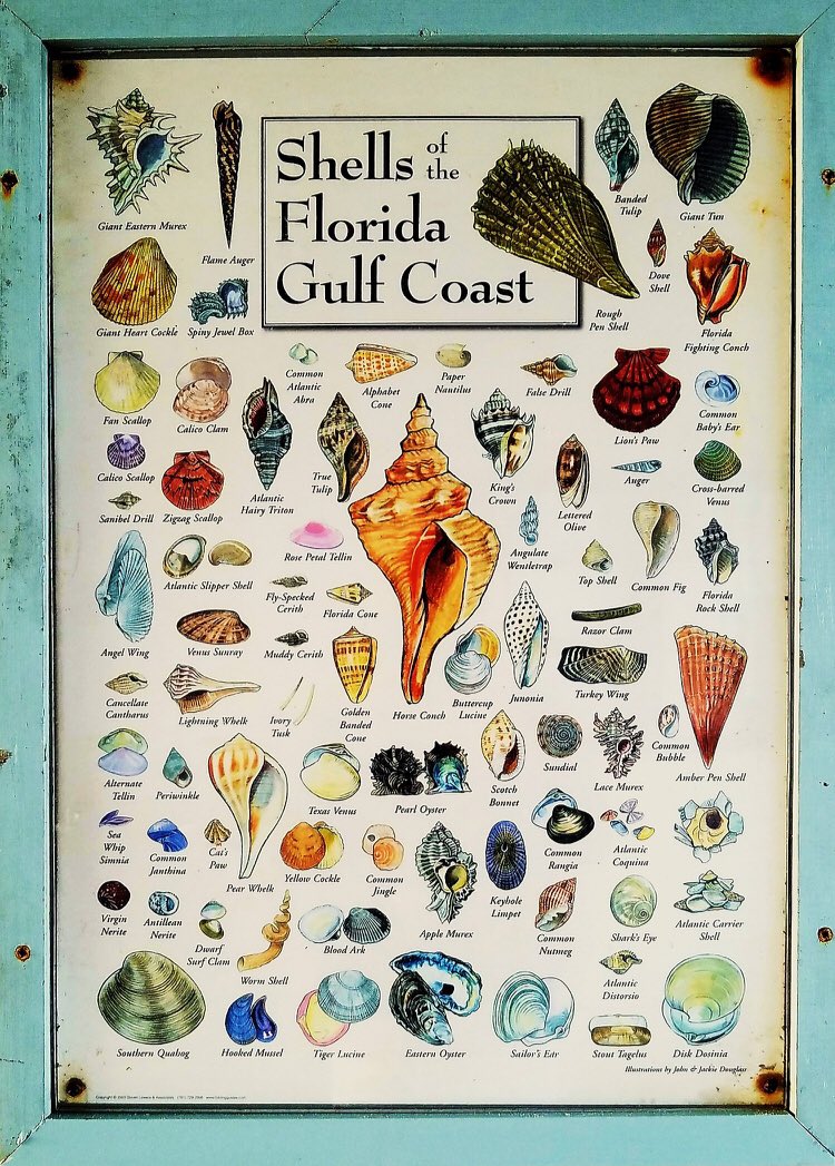 CarolineMHart's tweet photo. Shell π collectors are going to LOVE π these beaches! #shellcollectors #shellers #seashells #travel #beachlovers #paradisefound https://t.co/mx45zcCizM https://t.co/gqOg2IRbIQ