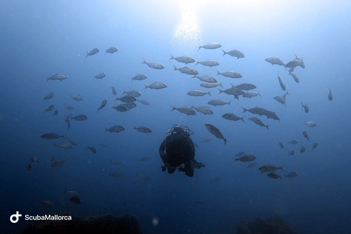 scubamallorca's tweet photo. Siempre hay que bucear bien acompañado, ¿ No te parece? A nosotros sólo nos faltas tú 😉

#scubamallorca #scuba #mallorca #scubadiving #diving #divebase #divingbase #scubagram #schoolfish #bancopeces #portdepollensa #uwpics #uwpictures #uwphotos #uwanimals #uwcreatures #uwphoto https://t.co/m7rKh2qj3B