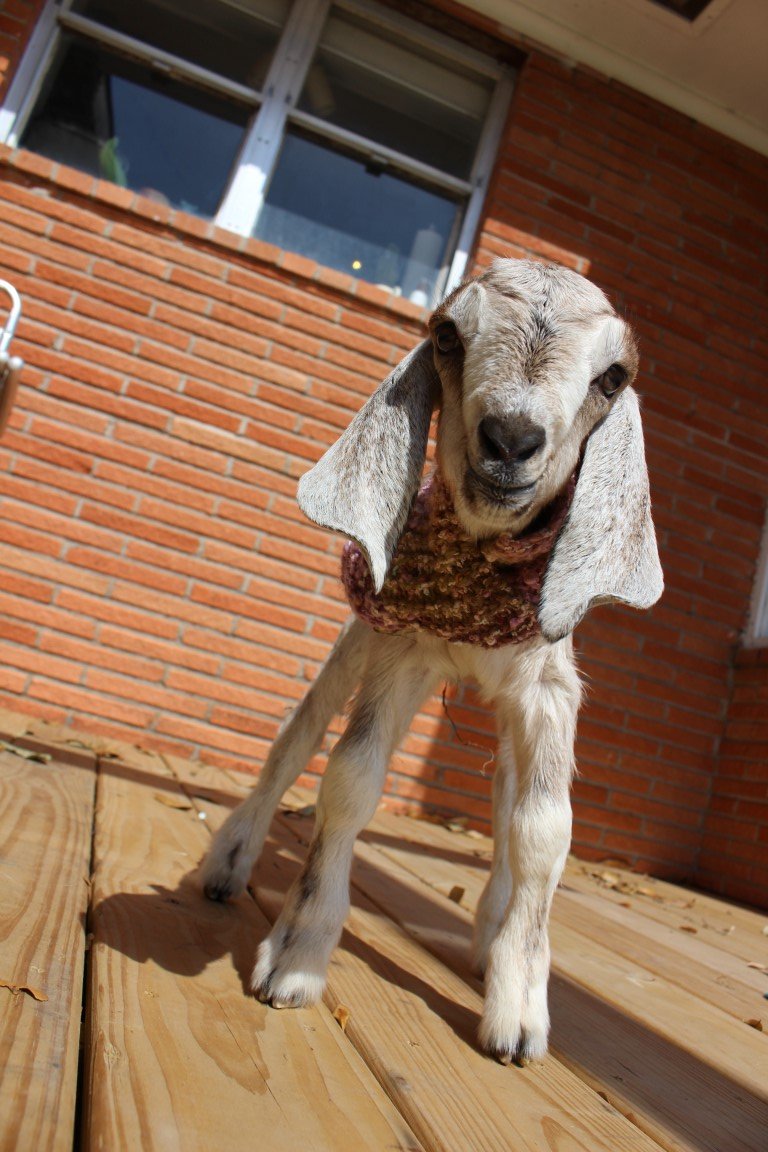 Listen, friends - the Internet can be just as much of a fetid shitpool as the rest of the world. But it also can be this: I asked my crafty Internet friends to knit or crochet baby goat scarves for us. And they did. And I'm doling them out sparingly to keep us all from giving up.