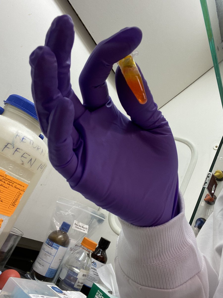 DNA Extractions! First up: Cane Toads!!!!!