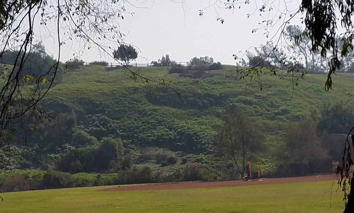 NorwalkGirlsXC's tweet image. Others may not get it, but sometimes we just have to run off road 💜💛 #DistanceRunners