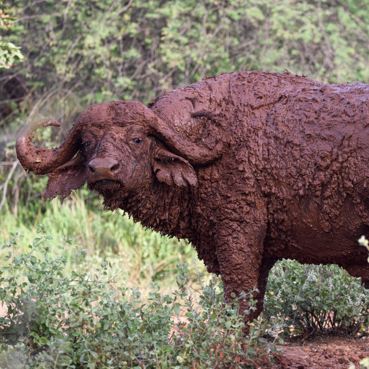 Our field team in Meru National Park, Kenya recently spotted this buffalo. But what's he thinking? Send us your best caption! 👇 

#KeepWildlifeInTheWild #Kenya #MeruNationalPark

📷 Born Free Kenya