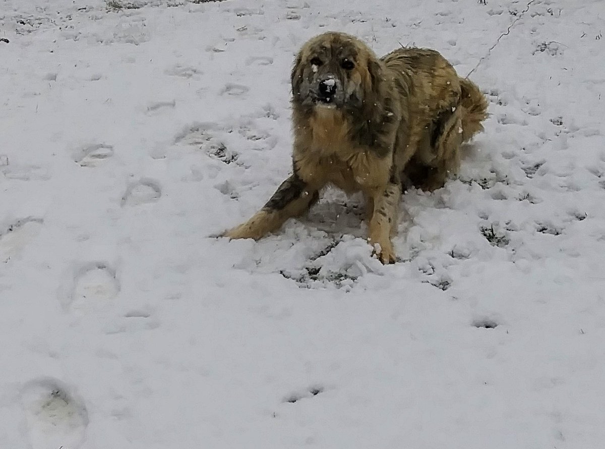 lpriceut01's tweet image. Snow Day on the Farm ❄⛄❄ #pricelessparadisefarm #littleengineerslearningacademy #fearfullyandwonderfullymade #withPricelessJules #ColourMeGraceful