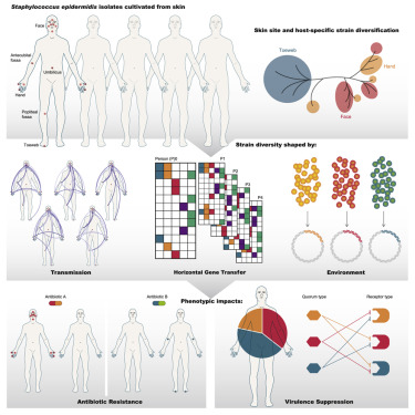 CellCellPress's tweet photo. In the latest issue of #cell: #evolution of human skin #microbes and how it shapes functional diversification from the laboratory of @jjsso0 https://t.co/KgzD7se76M #microevolution #straindiversity #genomicvariation #skinmicrobiome #infectiousdisease https://t.co/n86DtD9kbV