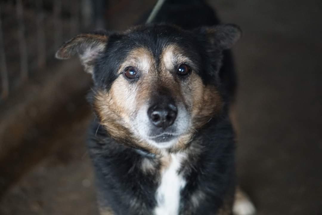 Ein Herz für Streuner e.V. on Twitter: \