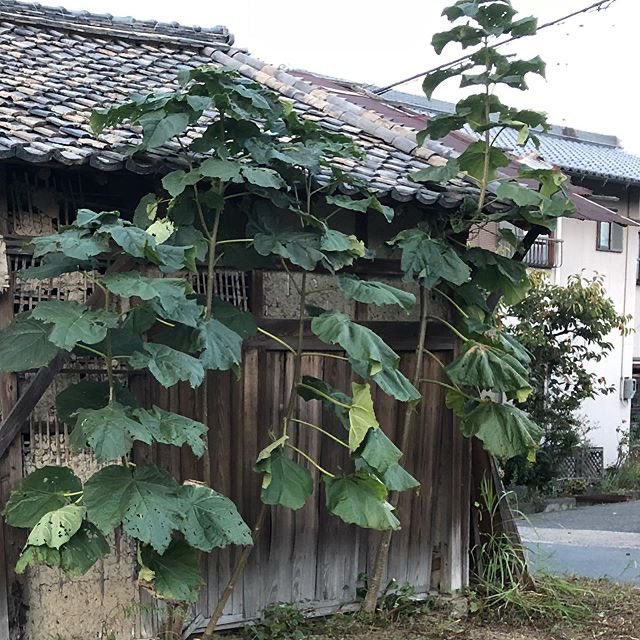 びっきー 今回出てきた木って ほぼ間違いなく桐の木の幼木ですよね 生命力の強さでコンクリの隙間からでも生えてくるのと アンバランスなほど異様にデカイ大きい葉がちとキモい雑木 成長しきっちゃえばそうでもないんだけど へんたつ へんたつ考察