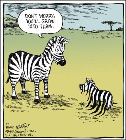 Funny Zebra Jokes