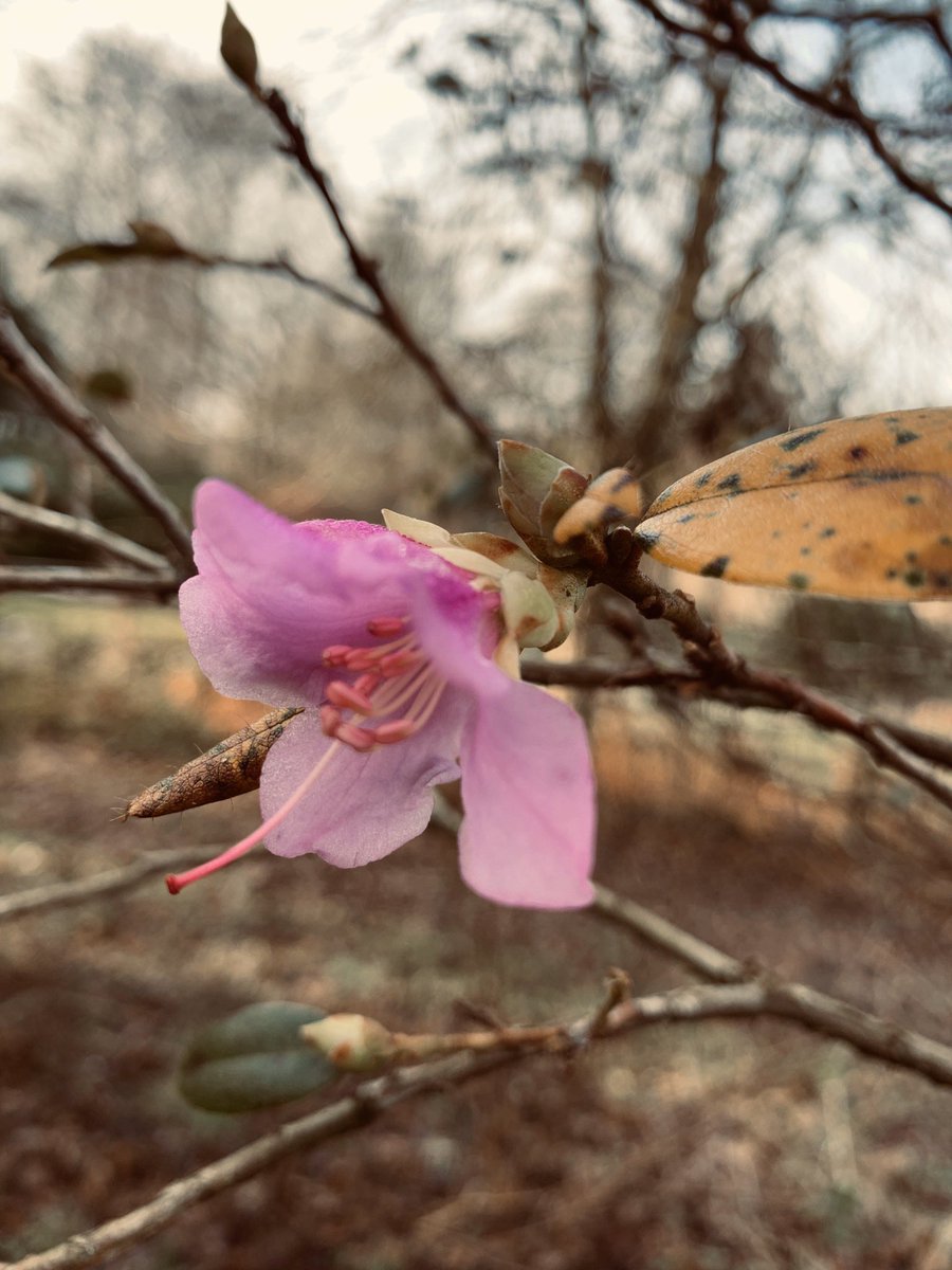 LittleAcreGD's tweet image. Around 4 months ago we moved around 30 rhododendrons from our main garden into our small woodland....today the first one of them flowered.....so very happy and hoping it’s the first of many! 🤞🌱🌸 #woodlandmanagement #wintercolour #startofspring #gardening