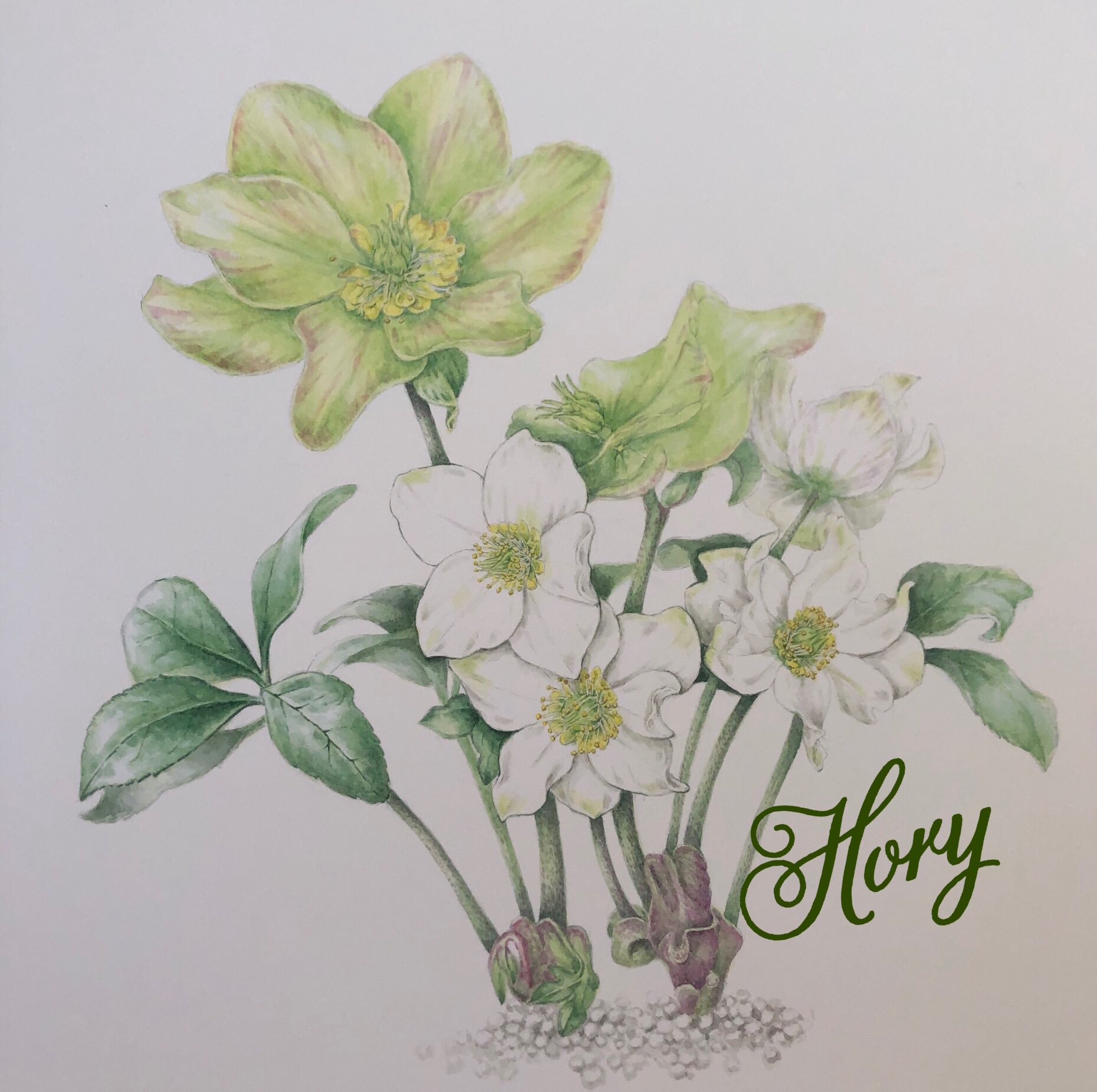 ホーリー クリスマスローズ ヘレボルス ニゲル キンポウゲ科 今度こそ素敵に描きたい と何回かチャレンジしております 久しぶりのクリスマスローズ クリスマスローズ ヘレボルス ニゲル ボタニカルアート 水彩画 植物画 花 イラスト T ホーリー クリスマスローズ ヘレボルス ニゲル キンポウゲ科 今度こそ素敵に描きたい と何回かチャレンジしております 久しぶりのクリスマスローズ クリスマスローズ ヘレボルス ニゲル ボタニカルアート 水彩画 植物画 花 イラスト T
