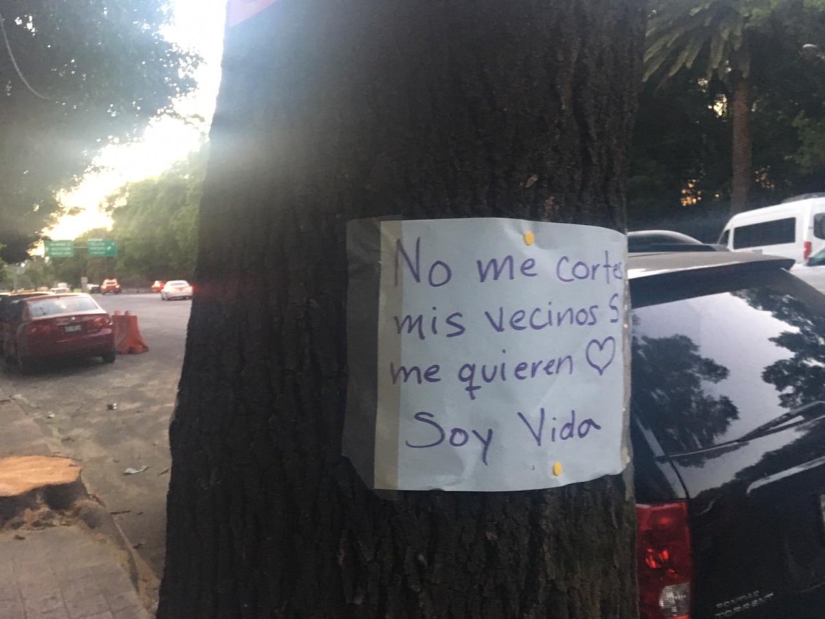 SM_Chapultepec's tweet photo. No les da vergüenza @vromog estar TALANDO árboles sanos so pretexto de “clareo”? los vecinos sí queremos nuestros árboles, por qué @BPlataMH decide talar? @MHcesac? @SEDEMA_CDMX @SedemaTeGuia ayuda #ecocidio en nuestra colonia https://t.co/1Ts9BJZwQP