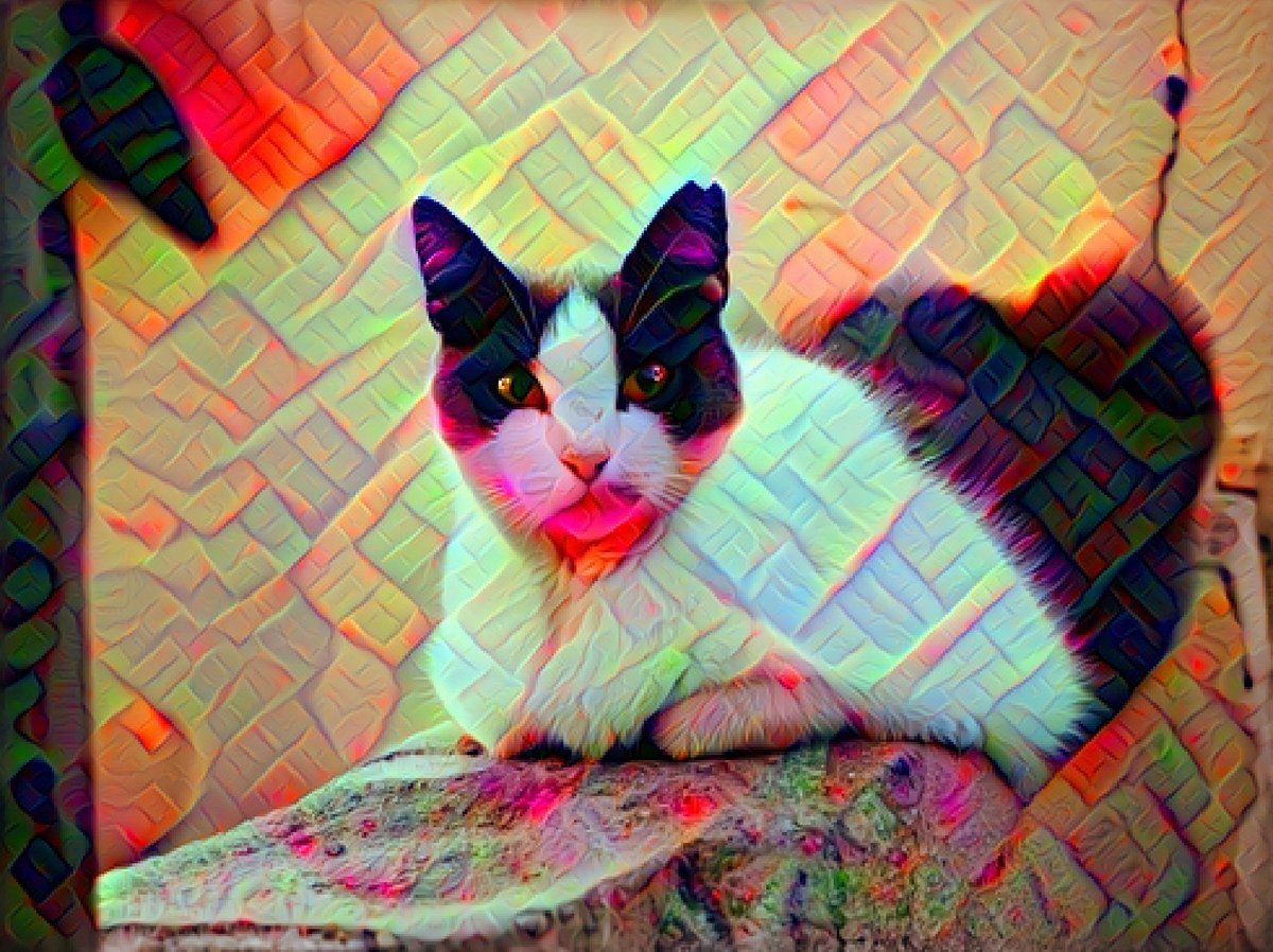 fetchdeepdream's tweet image. #DeepDream #DeepDreamGallery
#Pytorch #Digitalart 
#cat  white and black cat