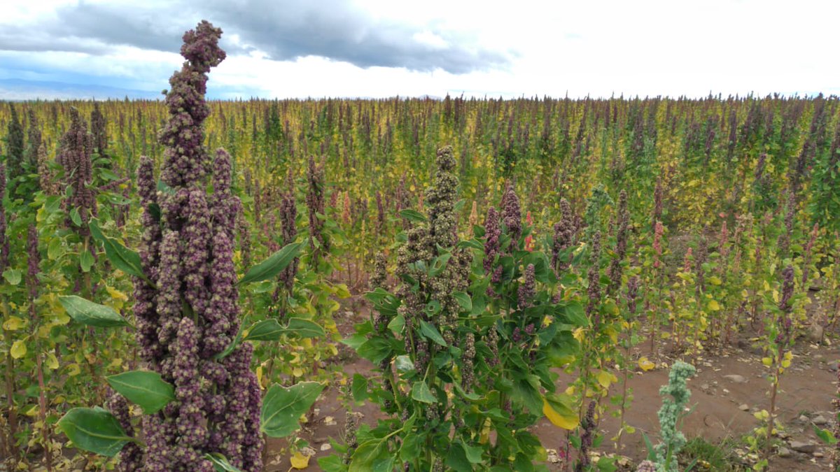 MDRyTOficial's tweet photo. VISITA A PLANTACIONES  DE QUINUA EN UMALA
Comisión  del MDRyT, visitaron plantaciones de Quinua de productores en #umala, en su visita a este municipio 
#TrabajandoPorBolivia https://t.co/uLlRn64sXR