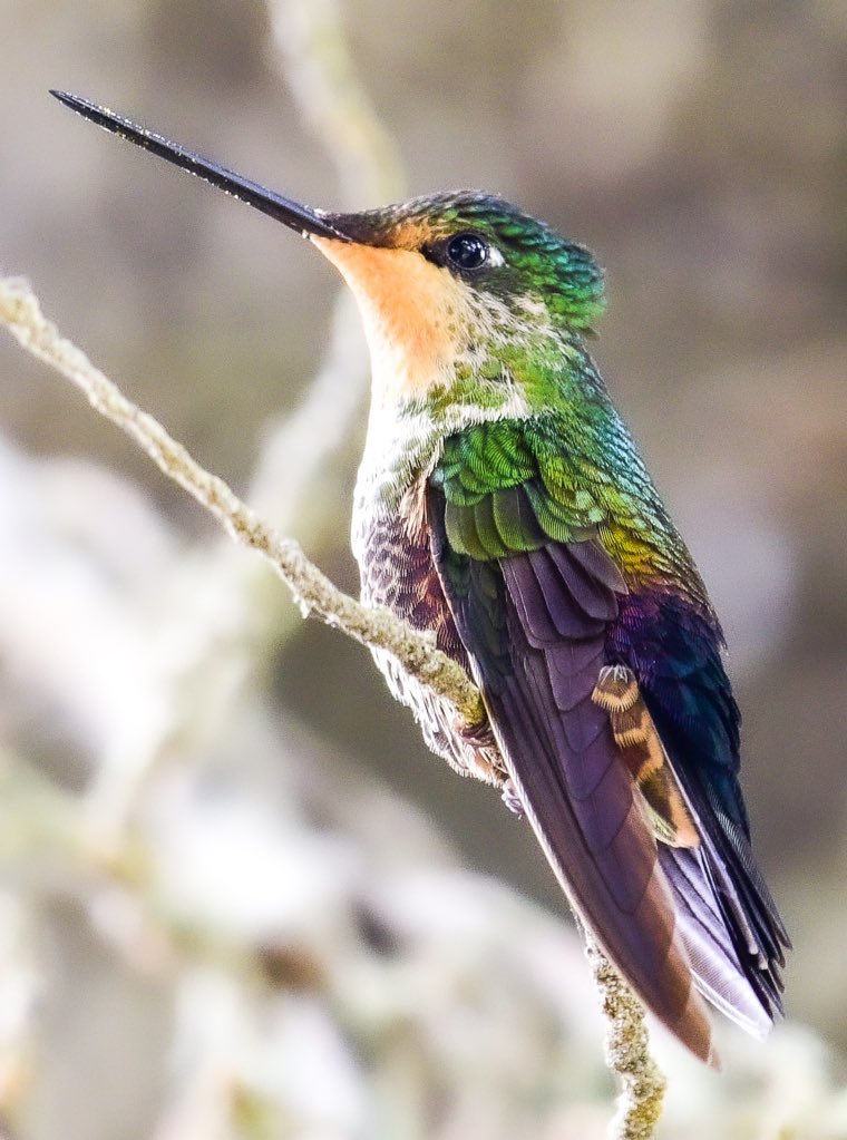 - Te demoraste por andar bebiendo néctar! 🤔
* Nooooo! Es que me encontré un amigo colibrí chillon y me puse a hablar! 😁
- mmmmmmmmm🙄 y ese polen en tu pico? 
* ehhhhh...pues...sólo fue un poquito de néctar 🙈🙊...🤣😂

#Coeligena_helianthea