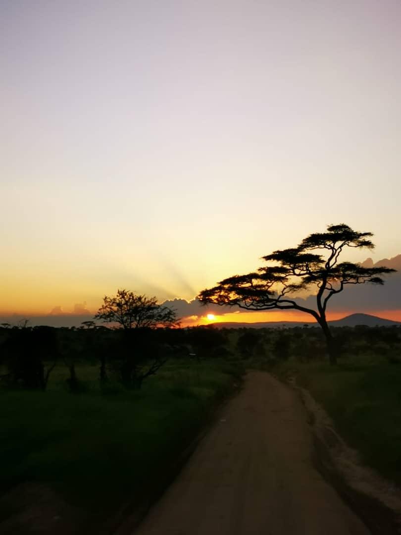 The beautiful sunset of serengeti
.
.
#Oscars2020 #traveling #budgetsafari #affodabletanzaniasafari #serengeti #Tanzania
bookings@oscarafricasafaris
oscarafrica.com