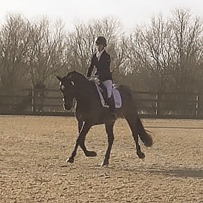 VetGoneEventing's tweet photo. Lucha's turn today ☀
#dressage #andalucian #Yumove #ActiveJoint https://t.co/l1wiCZCiHN