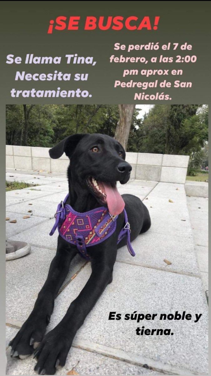 emir3j's tweet photo. @C5_CDMX @SSP_CDMX @ALaMagdalenaC @TlalpanAl Pedimos su apoyo del sistema de video vigilancia de mi zona en Pedregal de San Nicolás, primera sección para localizar a Tina. Por favor. Muchas gracias #perroperdido #perrocdmx #ayuda #tina @Claudiashein por favor :c https://t.co/cZ1ESdjlie