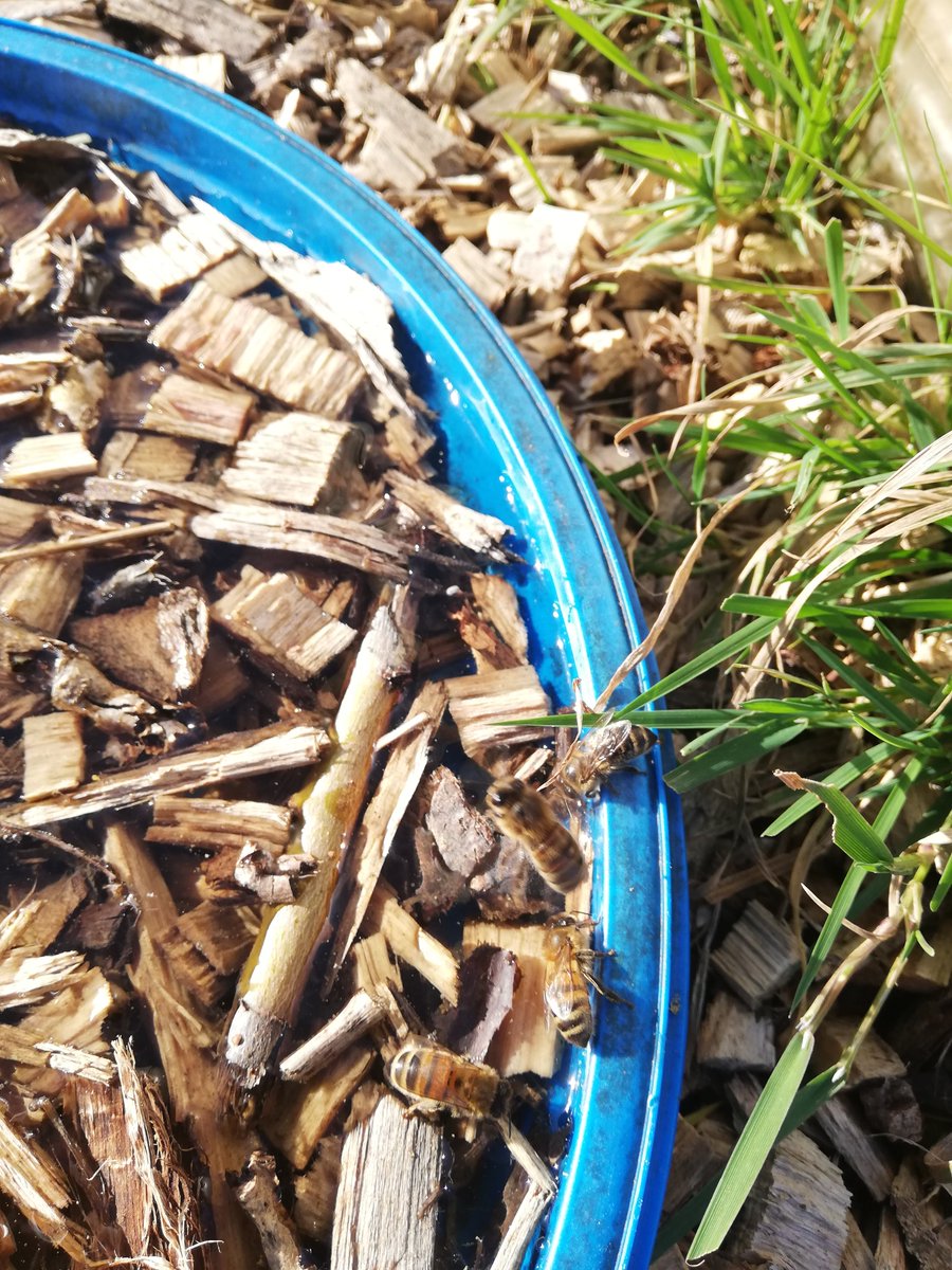 Topped up our #bee drinking station set up by <a href="/DPandMM/">MM&DP</a> this morning at #RonsPlot Community Allotment Garden #Hitchin ... Spot the bees <a href="/Buzzworks_AH/">Buzzworks Hitchin</a>. 🐝 @RHSBloom <a href="/Blooms_For_Bees/">Blooms for Bees</a> @WildAbtGardens