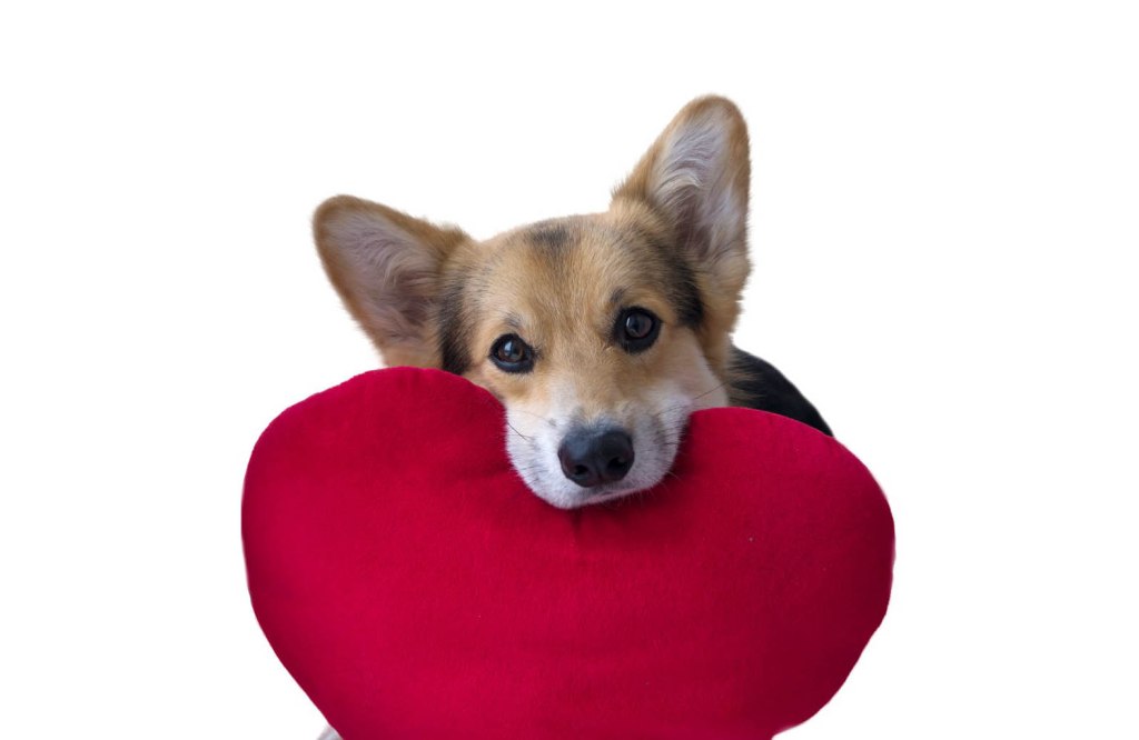 HairofDogPub's tweet photo. Valentine’s Day Menu https://t.co/G3A7qW5KMM https://t.co/cf0b9J8BOY