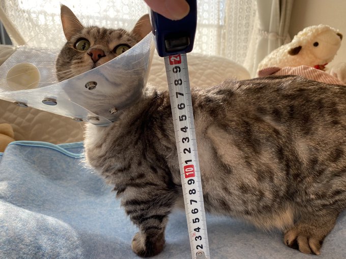 猫のさばみそ ごましお 先日毛糸玉でごましお測定しましたが ご要望の有無に関わらずちゃんと測ってみたところ およそ体高17cm 体長27cm 手足5cm 当猫比 でした W ごましお マンチカン 猫 T Co Yb42k32u2y Twitter