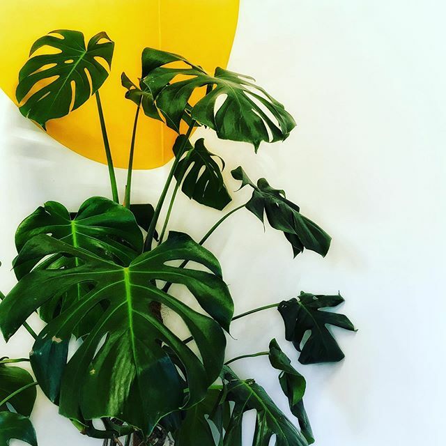 Could not resist photographing this monstera today. .
.
.
.
#houseplantsofinstagram #monsteradeliciosa #monstera #cheeseplant #swisscheeseplant #houseplantsmakemehappy #houseplantlove