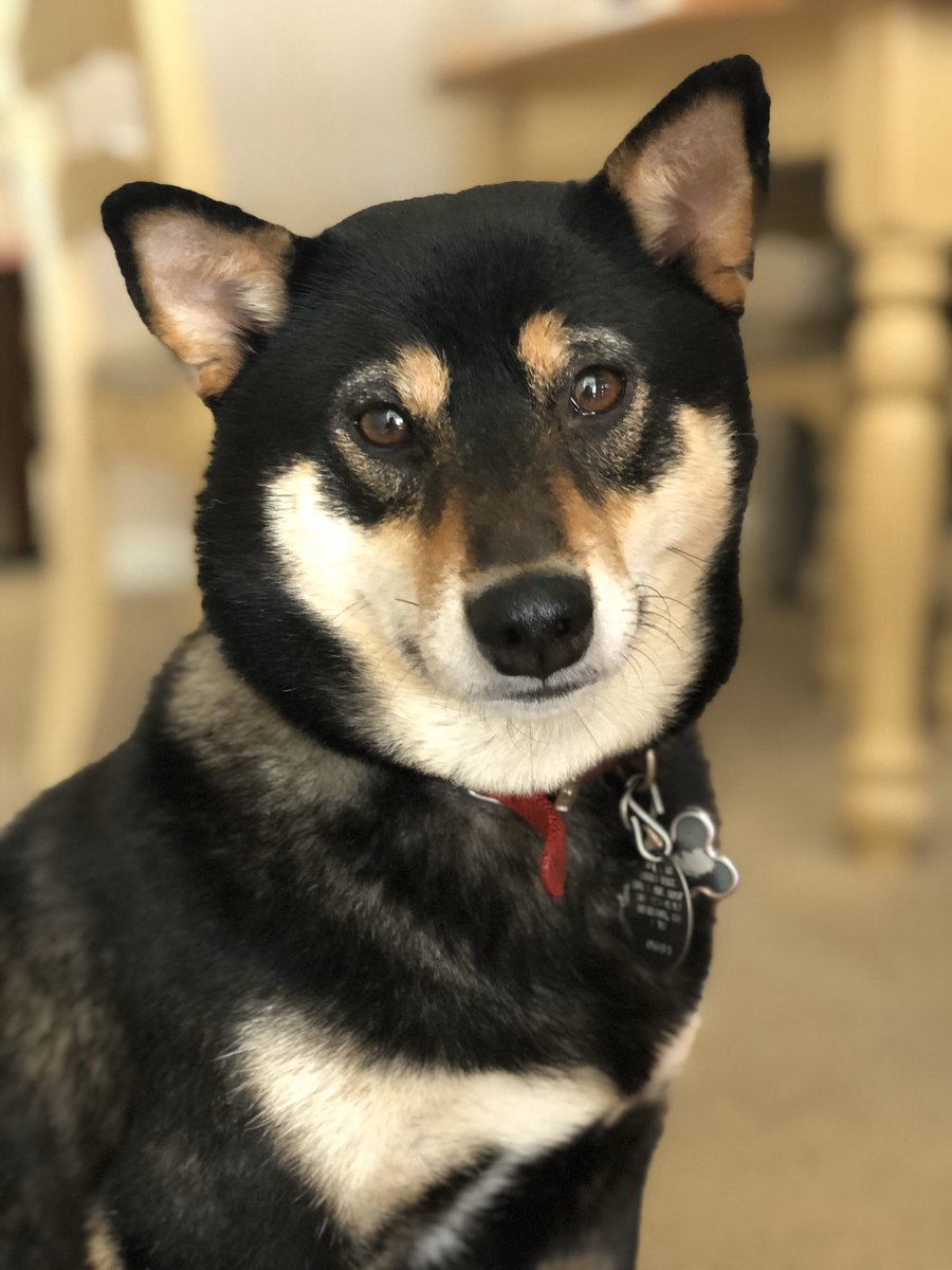 JSuaz_Solo's tweet photo. 3 years old today 😊💞🥰 https://t.co/uZdcO9MUQb