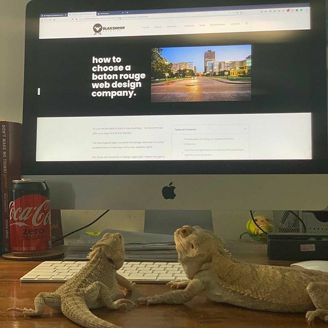 csanchdesign's tweet image. Banging out some work on the weekend.  We&apos;ve got our two #beardeddragons learning about #webdevelopment . ift.tt/2S9U6P5