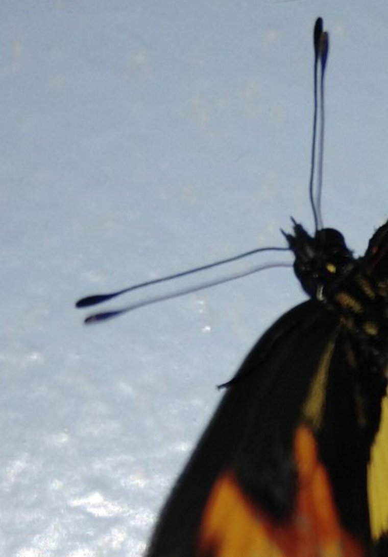 Borboletas e mariposas se diferenciam por repouso das asas e antenas | Terra da Gente | G1